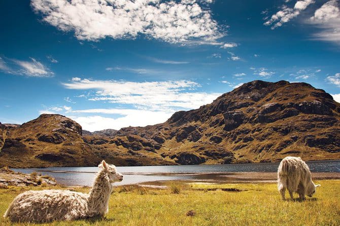 Two alpacas resting and grazing beside a lake in Cajas National Park under a blue sky
