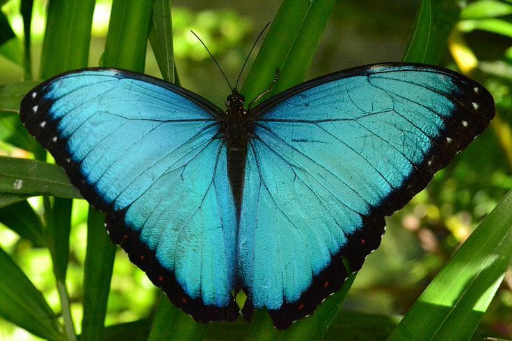 Blue morpho butterfly with open wings resting on green leaves
